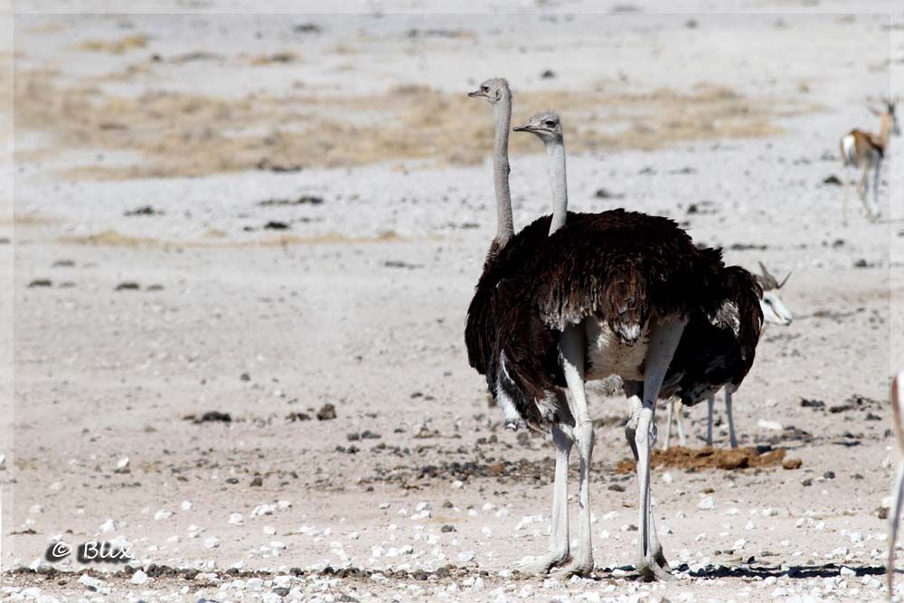 Common Ostrich