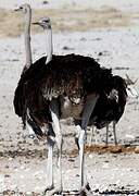 Common Ostrich