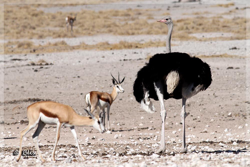 Common Ostrich