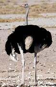 Common Ostrich