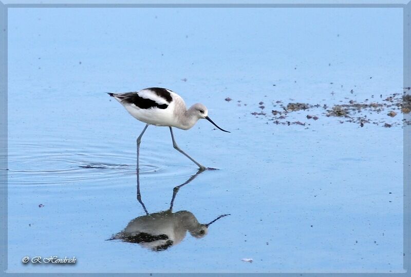 American Avocet