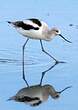 Avocette d'Amérique