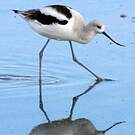 Avocette d'Amérique