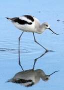 American Avocet