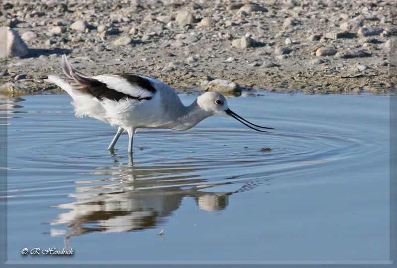 Avocette d'Amérique