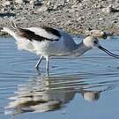 Avocette d'Amérique