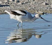 American Avocet