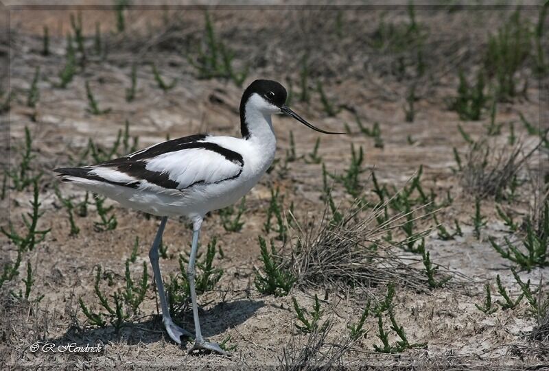 Pied Avocet