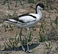 Avocette élégante