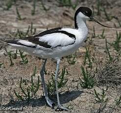 Avocette élégante