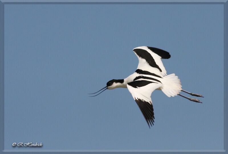 Avocette élégante