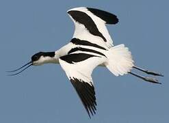 Pied Avocet