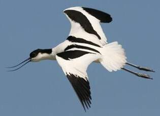 Avocette élégante