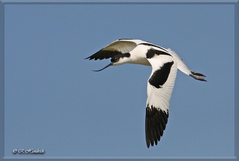 Avocette élégante