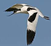 Avocette élégante