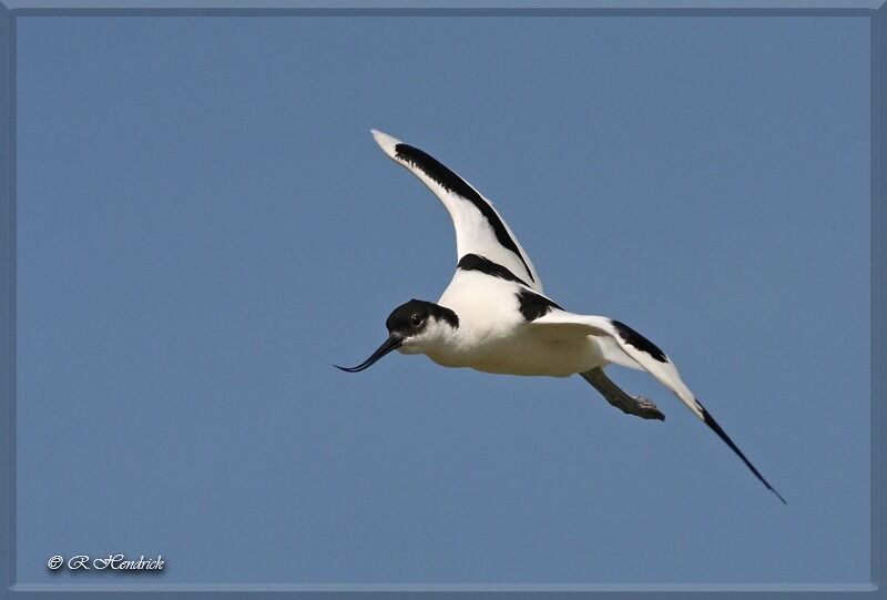 Avocette élégante