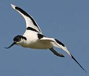 Avocette élégante