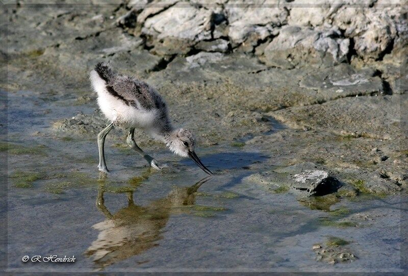 Avocette élégante