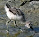 Avocette élégante