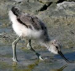 Avocette élégante
