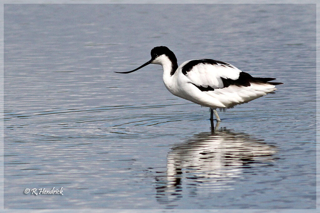 Pied Avocet