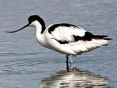 Avocette élégante