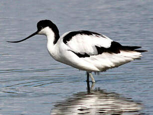 Avocette élégante