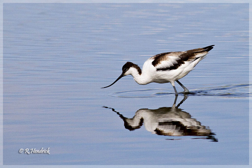 Avocette élégante