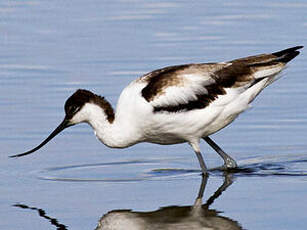 Avocette élégante