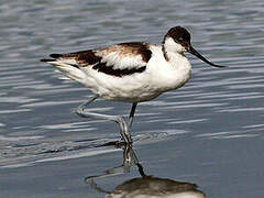 Avocette élégante