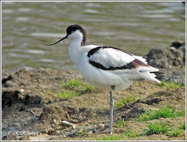 Avocette élégante