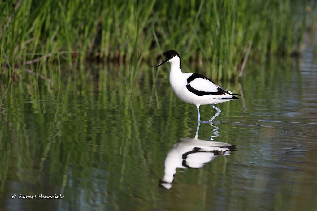 Pied Avocet