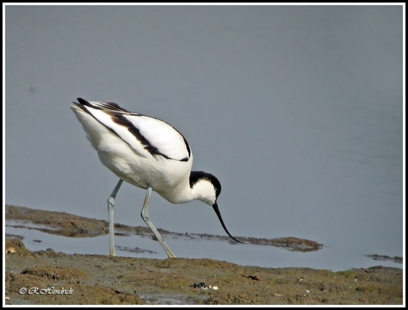 Pied Avocet