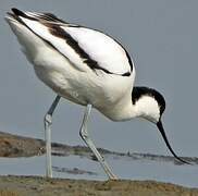 Avocette élégante