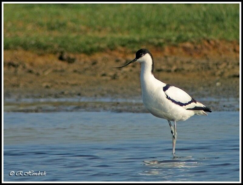 Avocette élégante