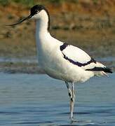 Avocette élégante