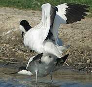 Pied Avocet