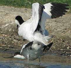 Avocette élégante