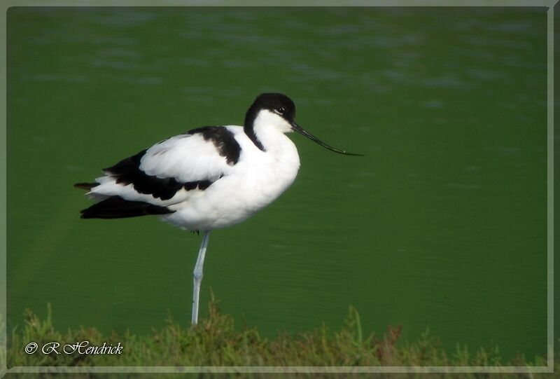 Avocette élégante