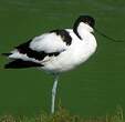 Avocette élégante