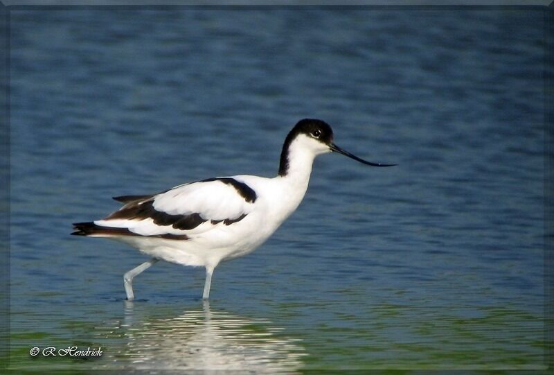 Avocette élégante