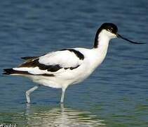 Avocette élégante