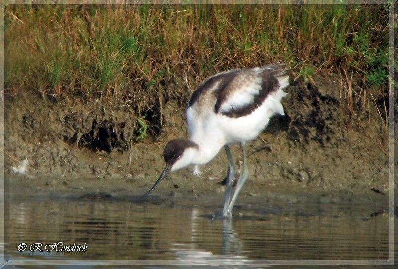 Avocette élégante