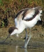 Avocette élégante