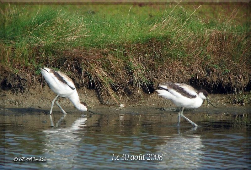 Avocette élégante