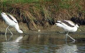 Avocette élégante