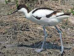 Pied Avocet