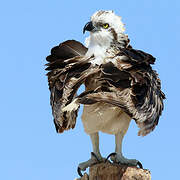 Osprey