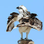 Osprey