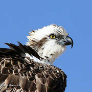 Osprey